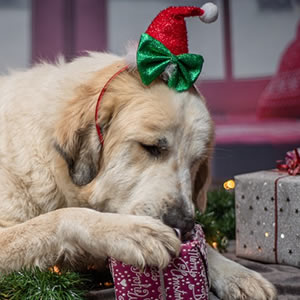 How to keep your dog safe this christmas